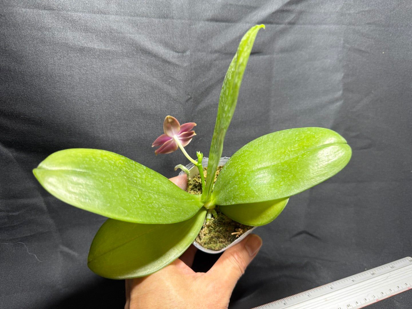YB-15 Phalaenopsis (Smiley Prince X Peter Blue Diamond) #14 260825 Flowering Seed Grown