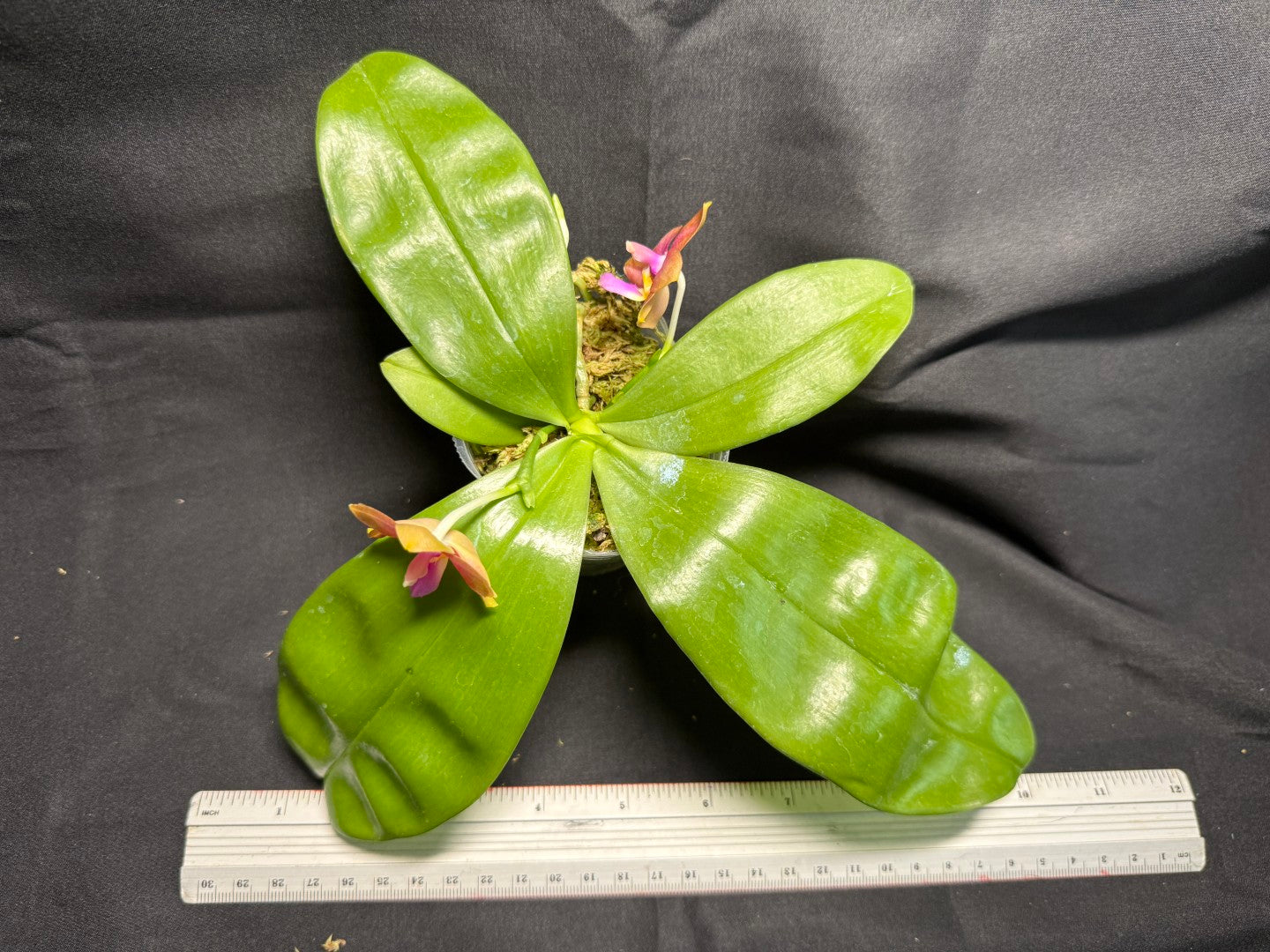 Phalaenopsis (Smiley Prince X Peter Blue Diamond) #2 260713 Flowering Seed Grown