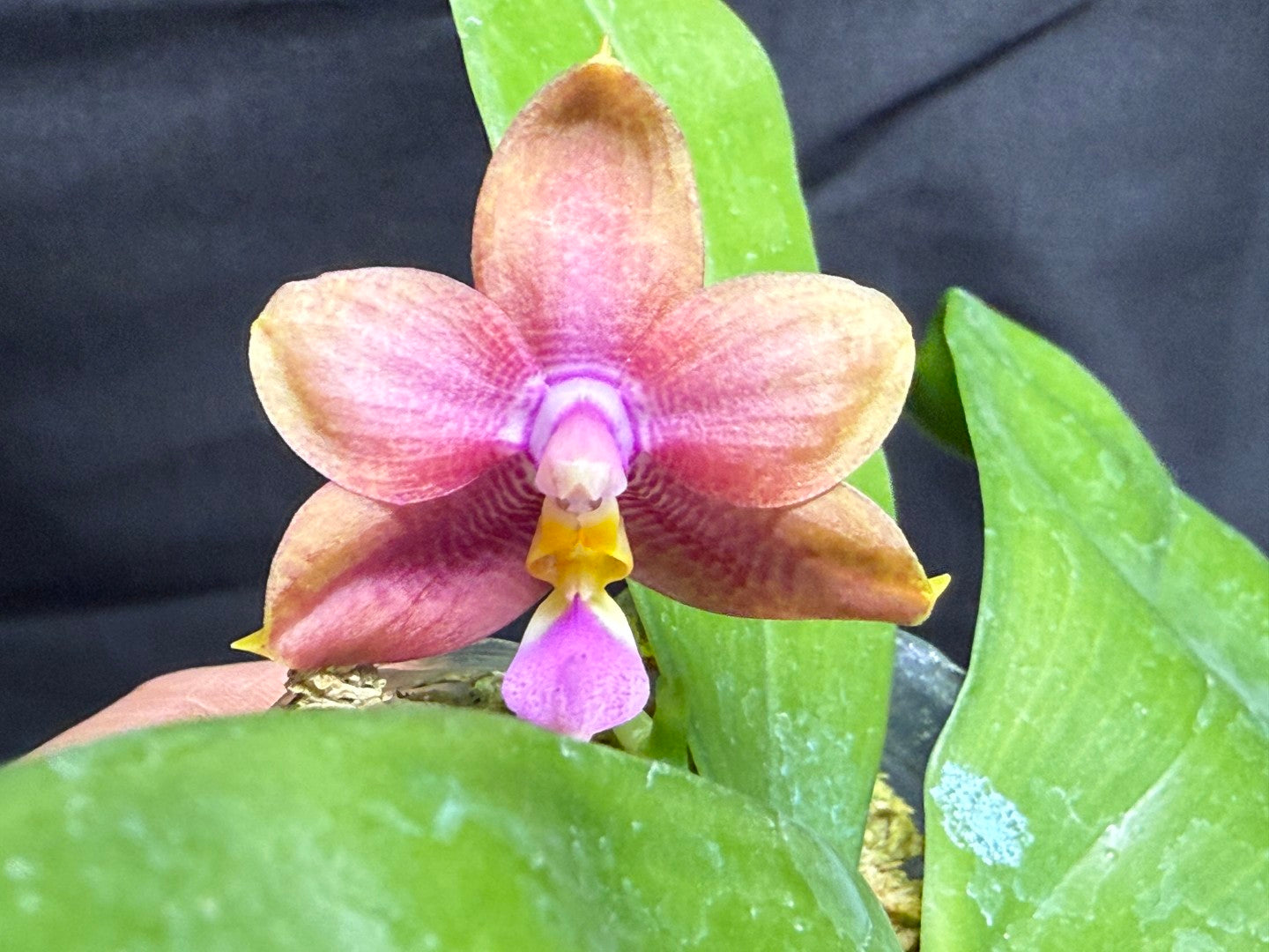 Phalaenopsis (Smiley Prince X Peter Blue Diamond) #2 260713 Flowering Seed Grown