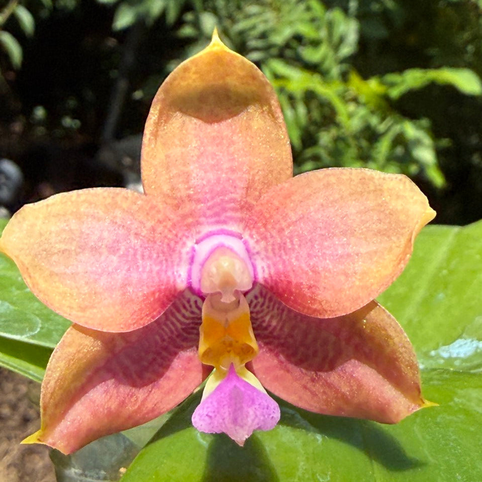 A close-up of a pink and peach novelty phalaenopsis orchid flower with a purple lip, surrounded by green leaves in a natural outdoor setting.