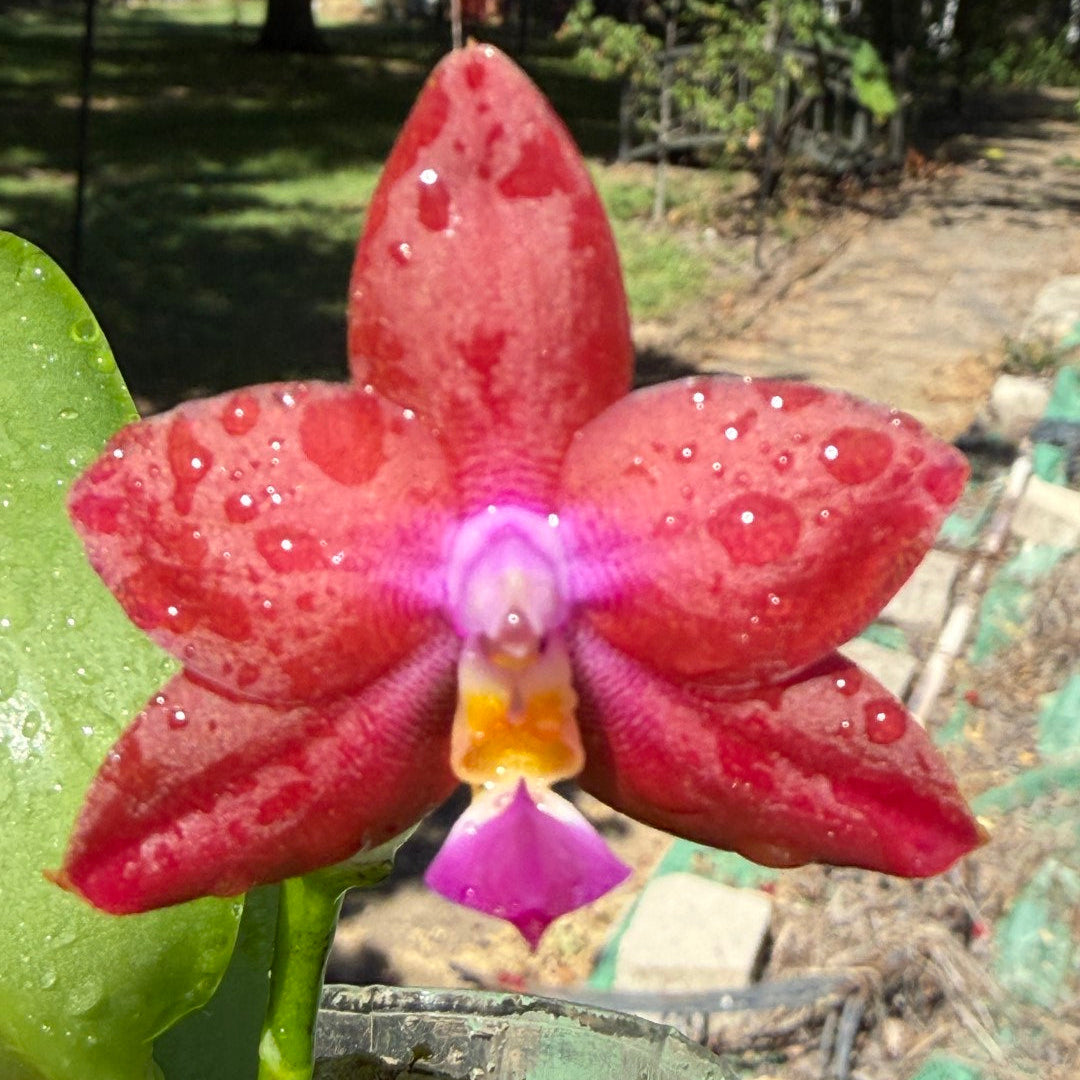 Phalaenopsis (Smiley Prince X Peter Blue Diamond) 260703 Flowering Seed Grown