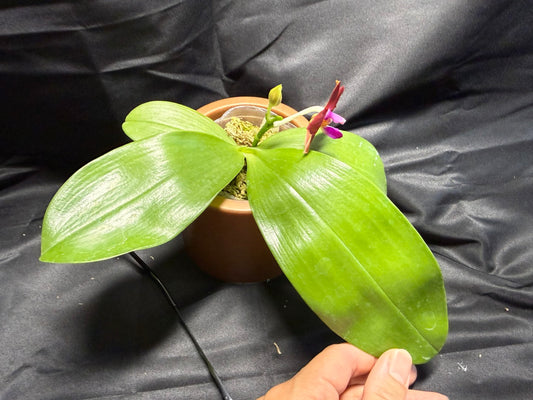 Phalaenopsis (Smiley Prince X Peter Blue Diamond) 260703 Flowering Seed Grown