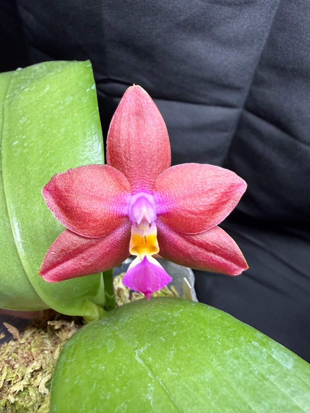 Phalaenopsis (Smiley Prince X Peter Blue Diamond) 260703 Flowering Seed Grown