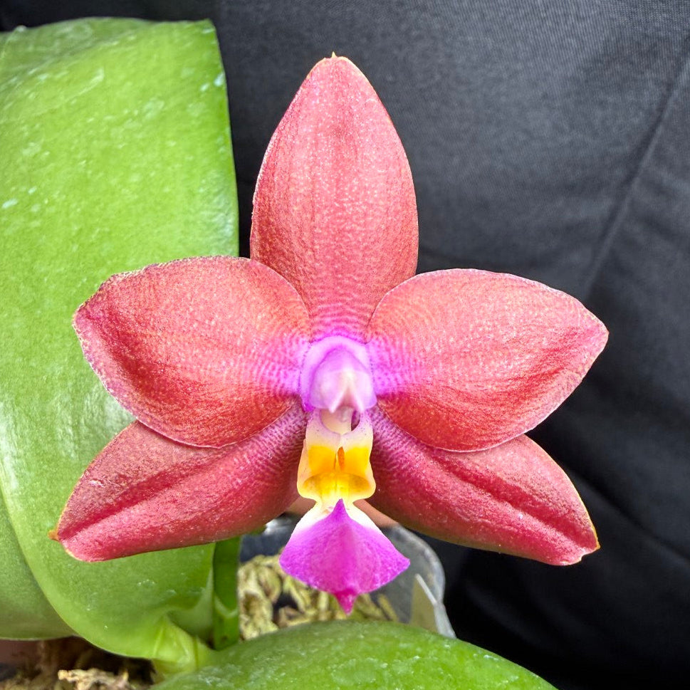 Products – Page 3 – Big Leaf Orchids