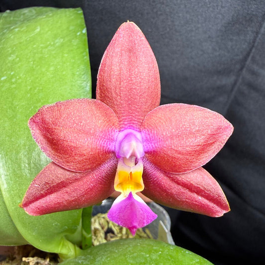 Phalaenopsis (Smiley Prince X Peter Blue Diamond) 260703 Flowering Seed Grown