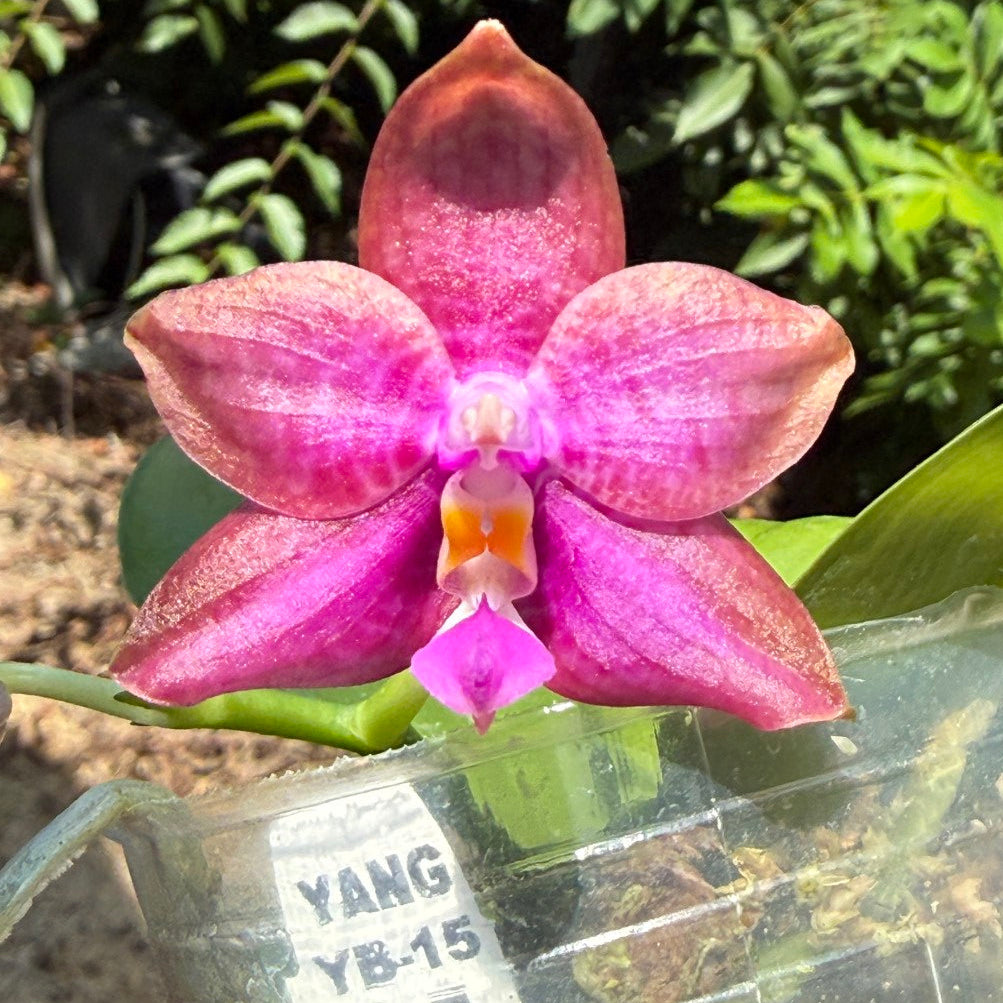 A close-up of a pink and magenta butterfly novelty phalaenopsis orchid flower with a small yellow-orange center, shown next to a clear plastic nursery label container outdoors with green foliage in the background.