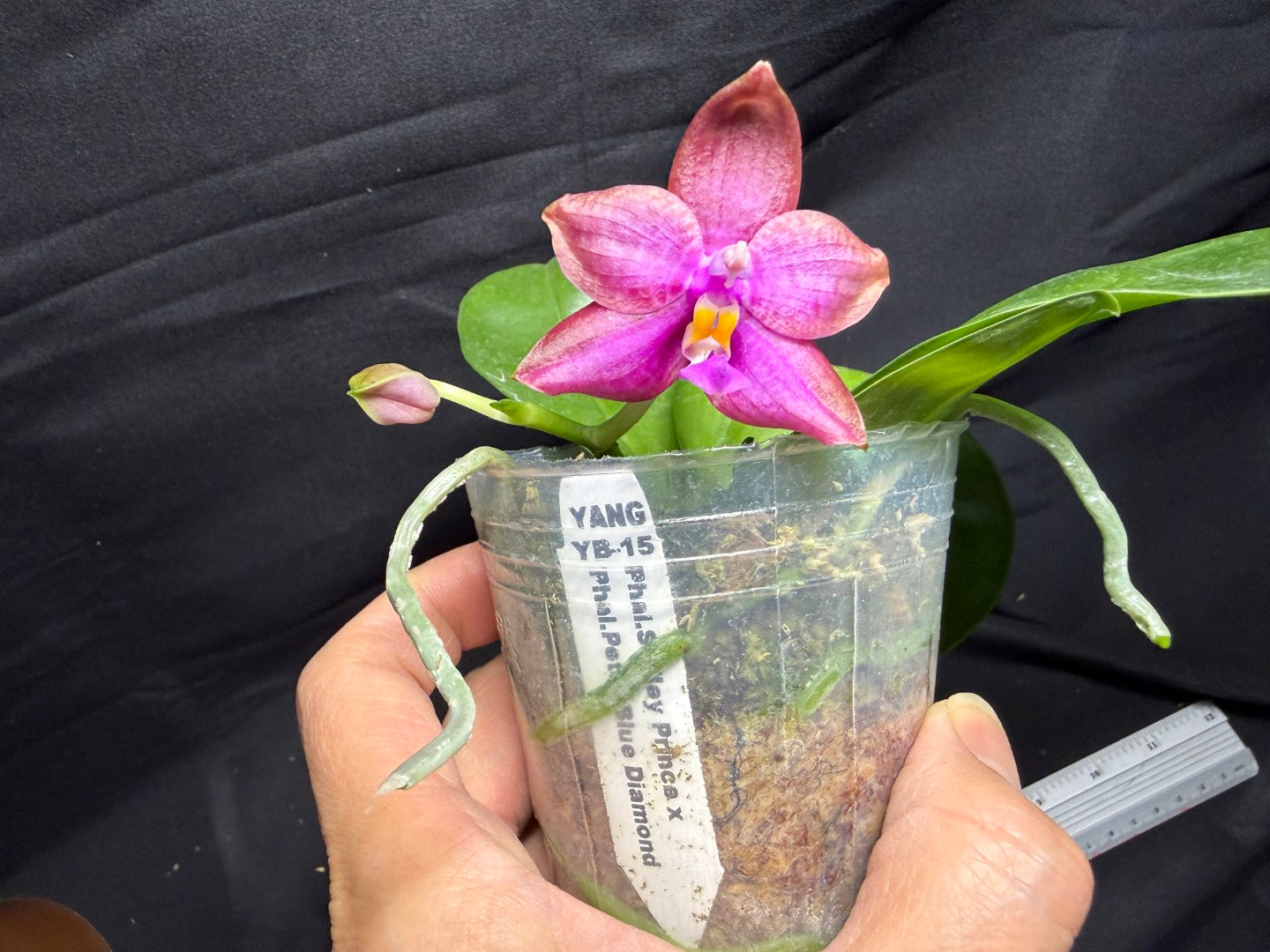Phalaenopsis (Smiley Prince X Peter Blue Diamond) #3 260713 Flowering Seed Grown
