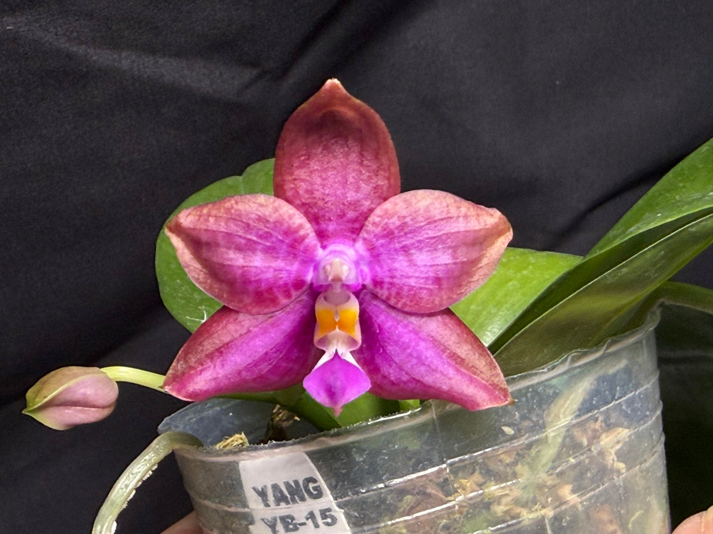 Phalaenopsis (Smiley Prince X Peter Blue Diamond) #3 260713 Flowering Seed Grown