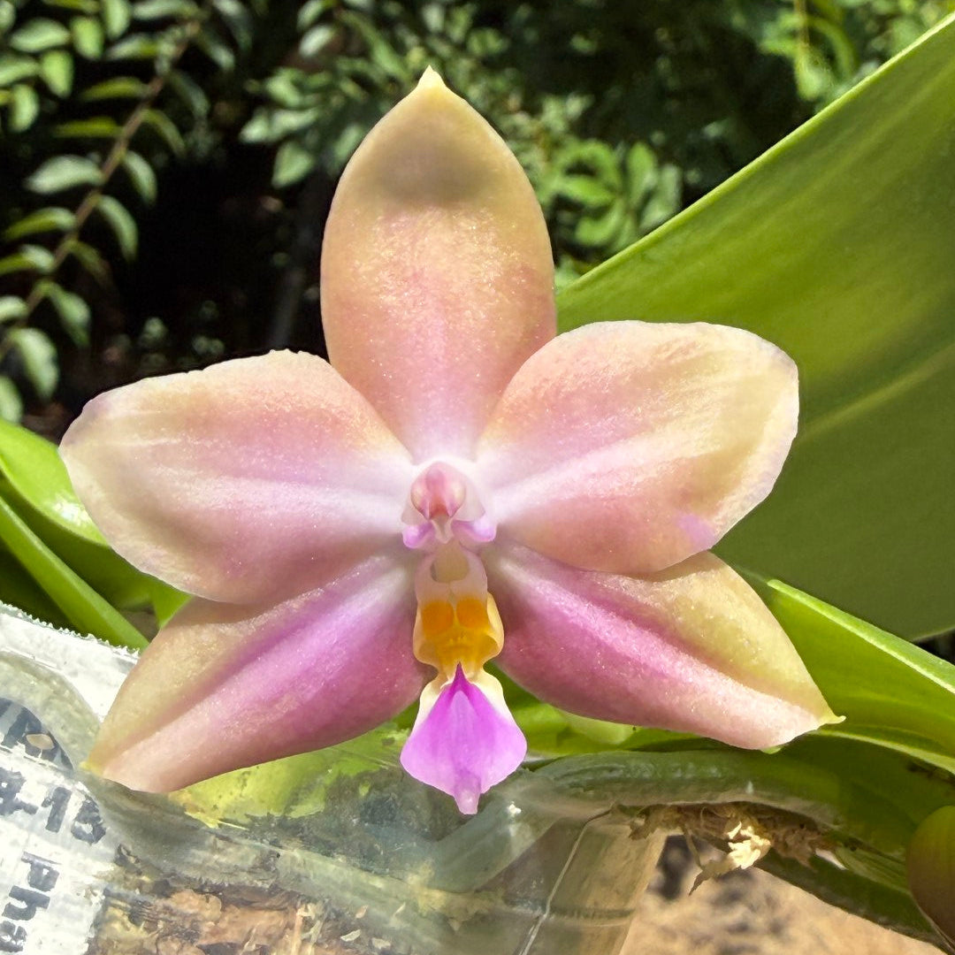 A close-up of a pink and cream butterfly novelty phalaenopsis orchid flower blooming from a clear plastic nursery pot, with green leaves and a blurred natural background.