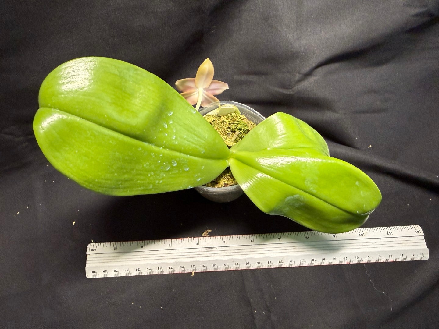 Phalaenopsis (Smiley Prince X Peter Blue Diamond) #4 260713 Flowering Seed Grown