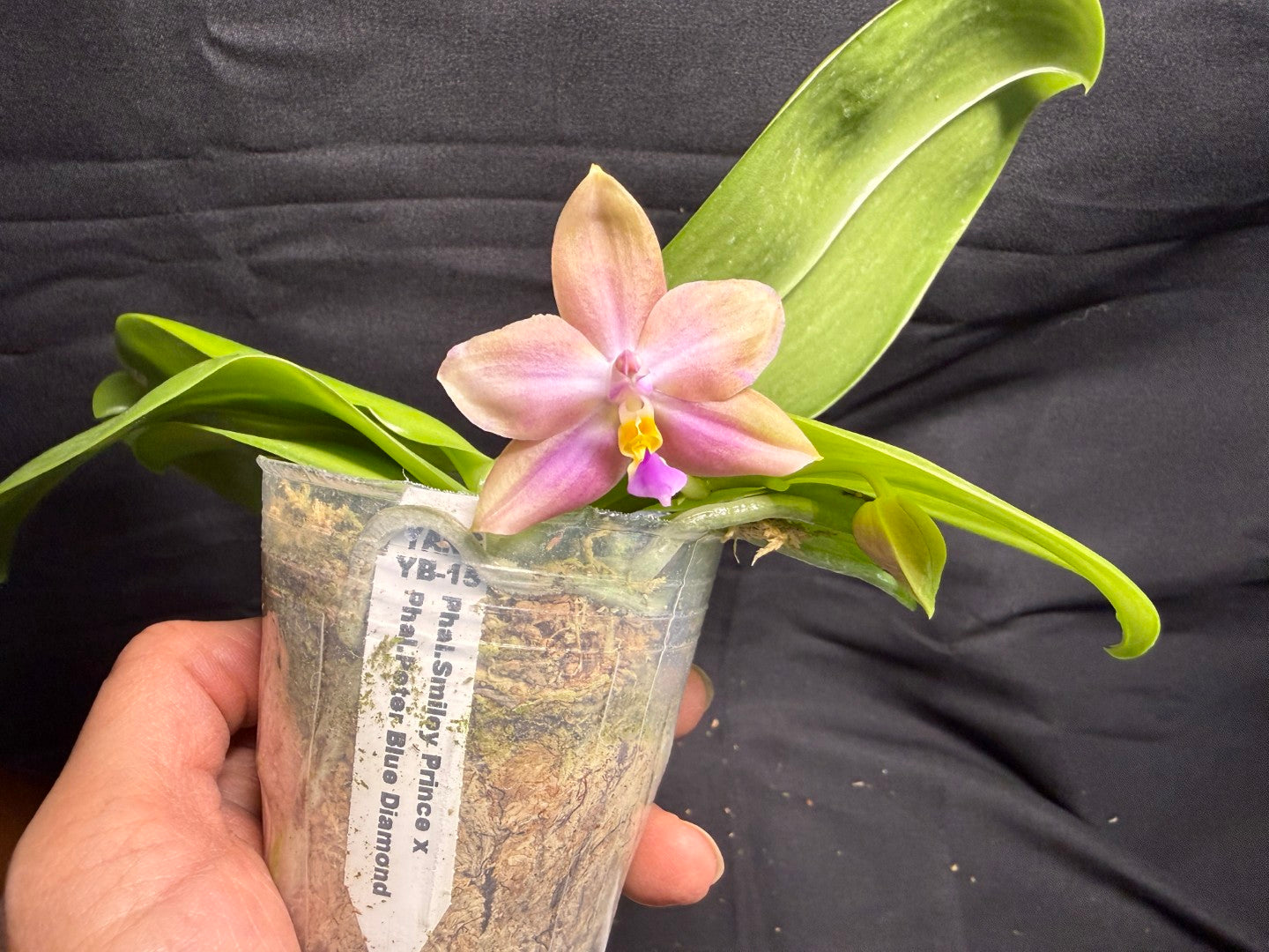 Phalaenopsis (Smiley Prince X Peter Blue Diamond) #4 260713 Flowering Seed Grown