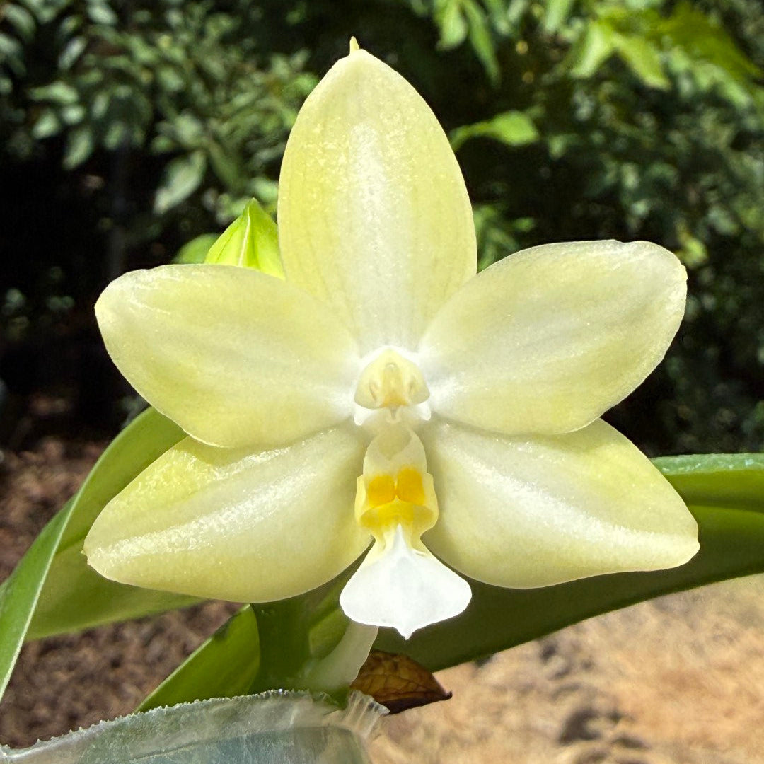 A pale yellow-green novelty phalaenopsis orchid flower with a white center and small yellow accent, photographed outdoors with green foliage and a brown ground background.