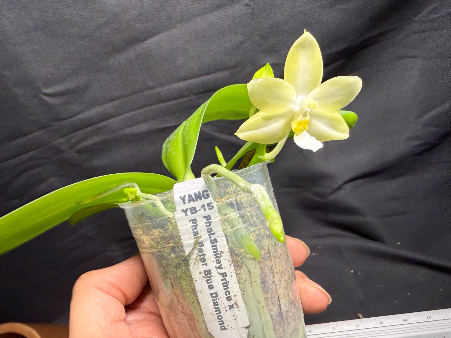 Phalaenopsis (Smiley Prince X Peter Blue Diamond) #5 260713 Flowering Seed Grown 3 spikes