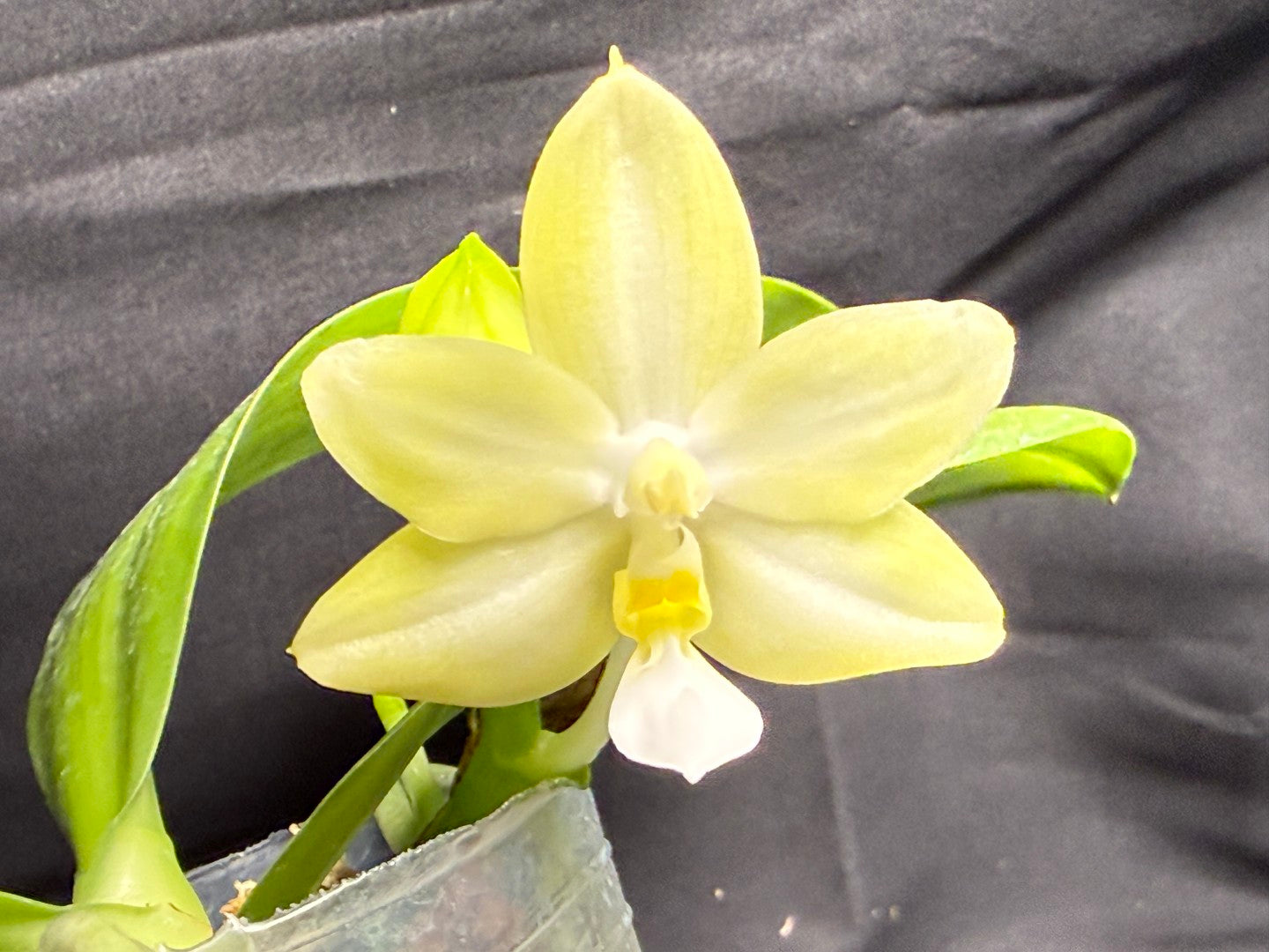 Phalaenopsis (Smiley Prince X Peter Blue Diamond) #5 260713 Flowering Seed Grown 3 spikes