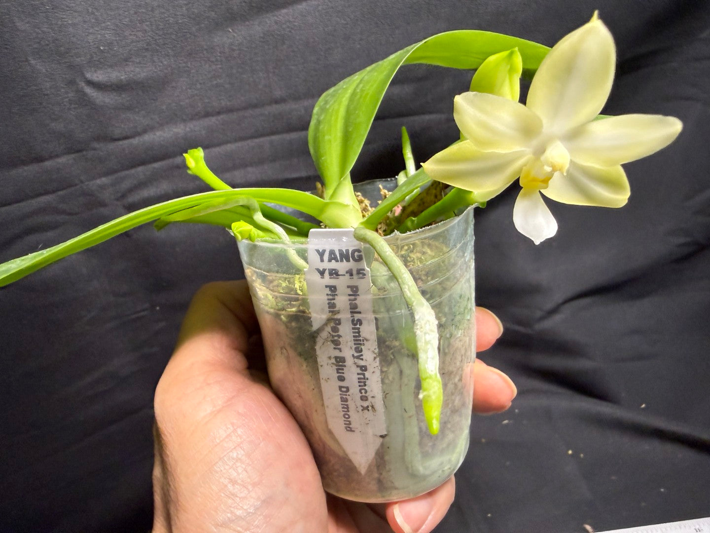 Phalaenopsis (Smiley Prince X Peter Blue Diamond) #5 260713 Flowering Seed Grown 3 spikes