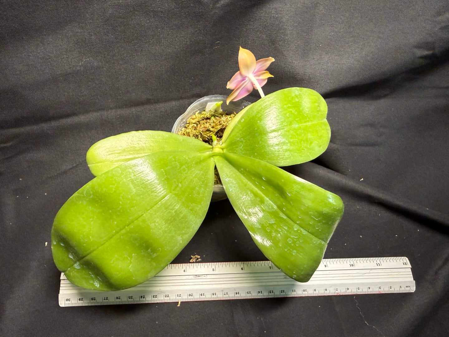 Phalaenopsis (Smiley Prince X Peter Blue Diamond) #6 260713 Flowering Seed Grown