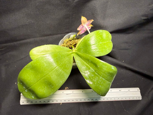 Phalaenopsis (Smiley Prince X Peter Blue Diamond) #6 260713 Flowering Seed Grown