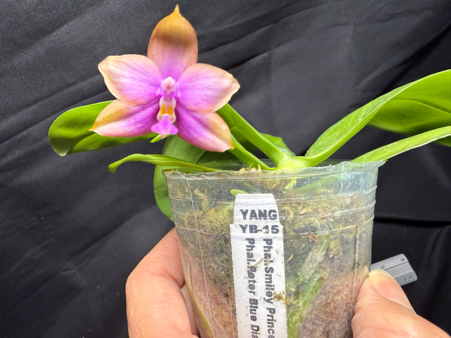 Phalaenopsis (Smiley Prince X Peter Blue Diamond) #6 260713 Flowering Seed Grown