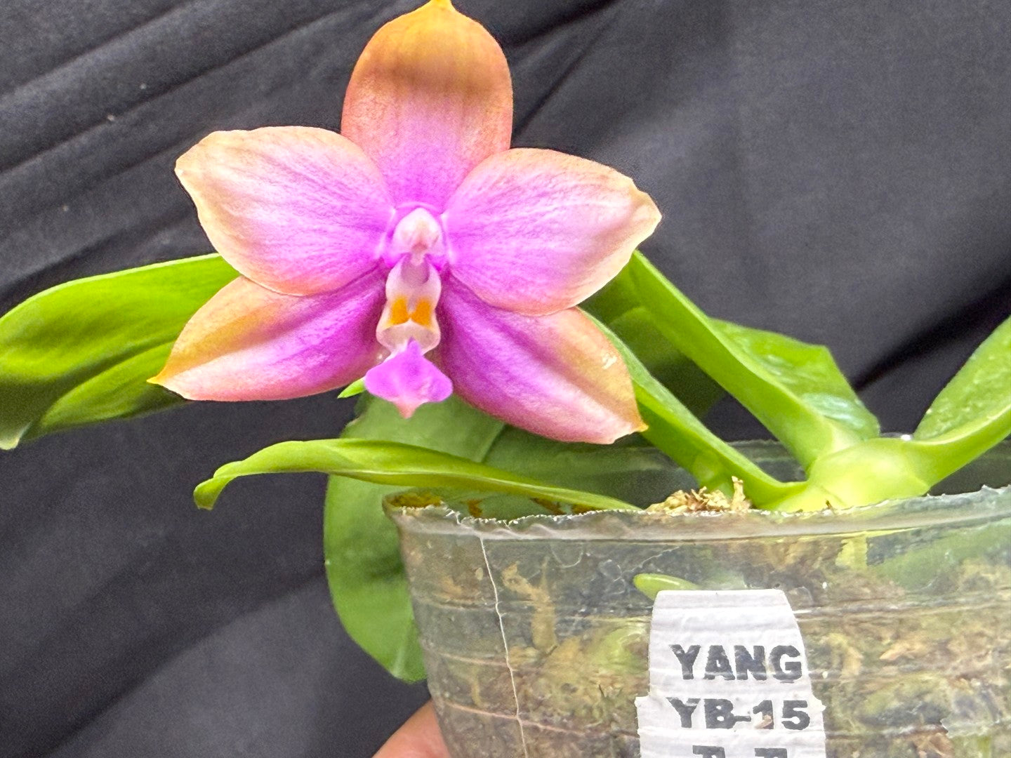 Phalaenopsis (Smiley Prince X Peter Blue Diamond) #6 260713 Flowering Seed Grown