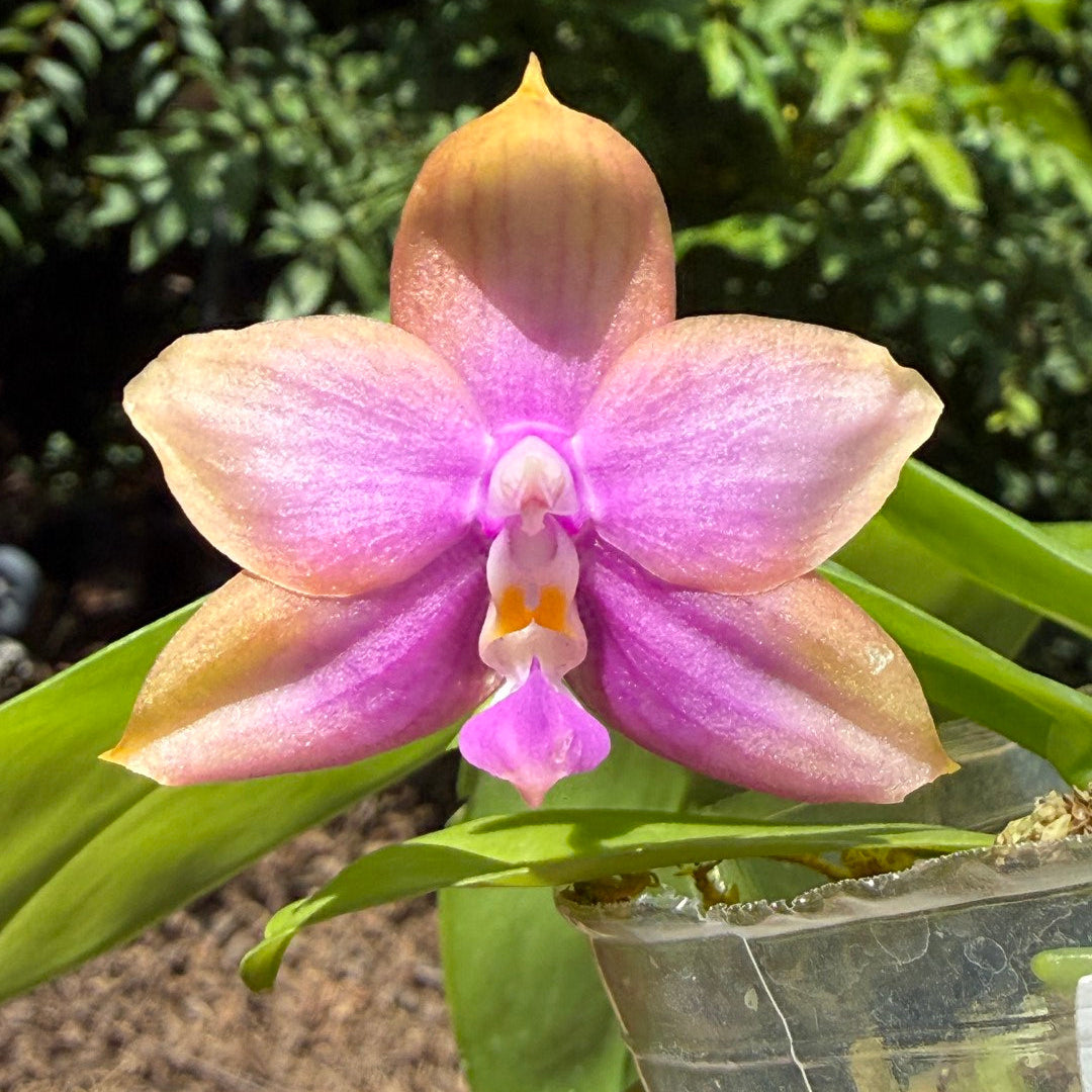 A close-up of a pink and purple novelty phalaenopsis orchid flower with pale yellow-tan tips, surrounded by green leaves and a clear plastic pot against a blurred green outdoor background.