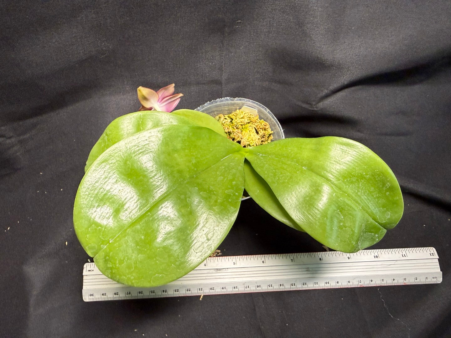 Phalaenopsis (Smiley Prince X Peter Blue Diamond) #7 260713 Flowering Seed Grown