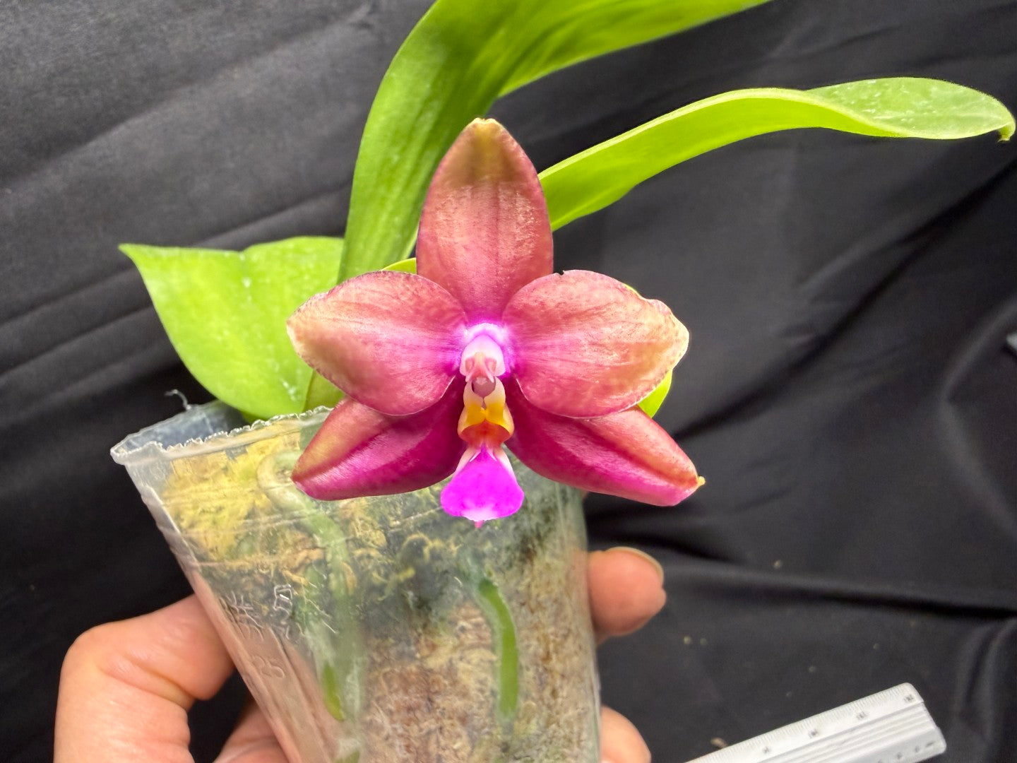 Phalaenopsis (Smiley Prince X Peter Blue Diamond) #7 260713 Flowering Seed Grown