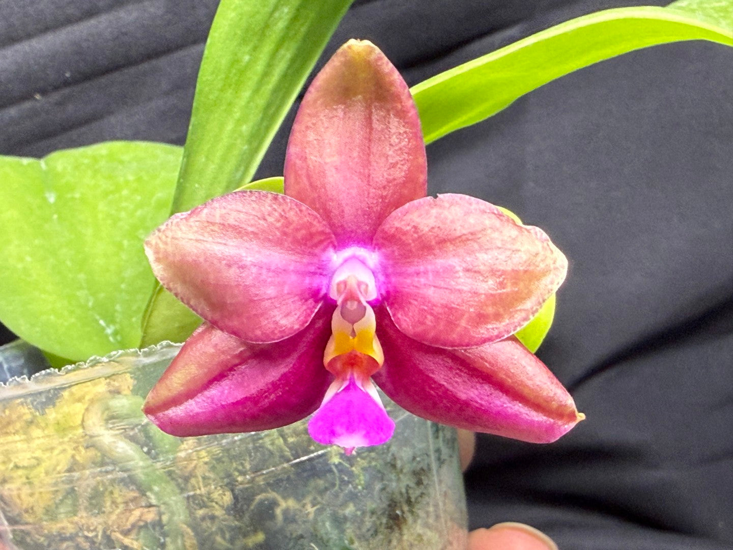 Phalaenopsis (Smiley Prince X Peter Blue Diamond) #7 260713 Flowering Seed Grown