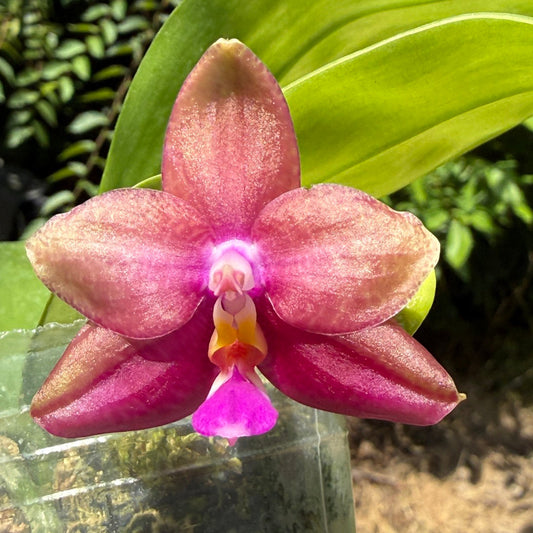 Phalaenopsis (Smiley Prince X Peter Blue Diamond) #7 260713 Flowering Seed Grown