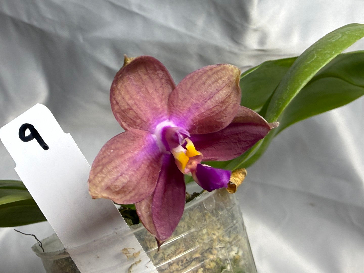 Phalaenopsis (Smiley Prince X Peter Blue Diamond) #9 260811 Flowering Seed Grown