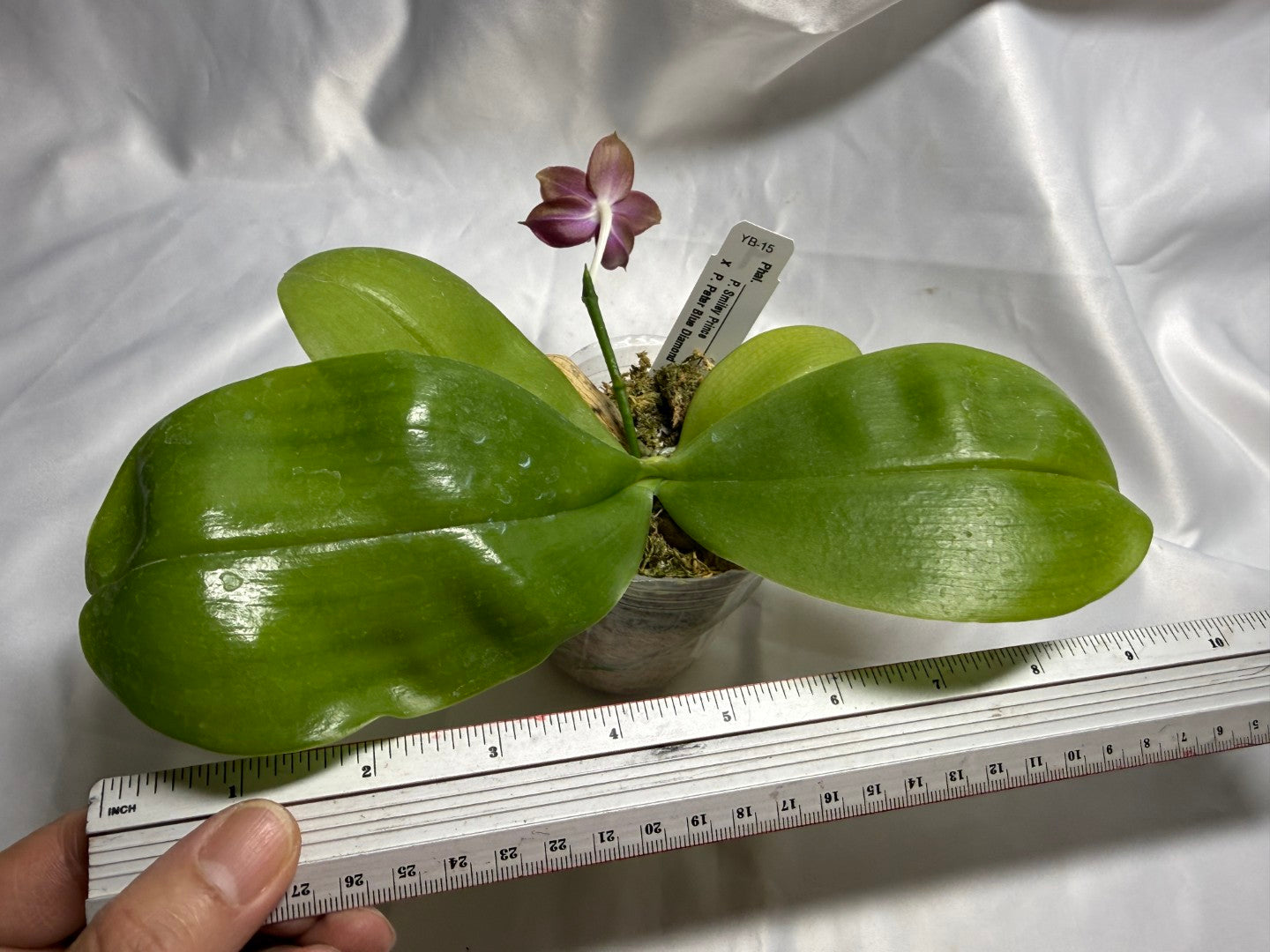 Phalaenopsis (Smiley Prince X Peter Blue Diamond) #9 260811 Flowering Seed Grown