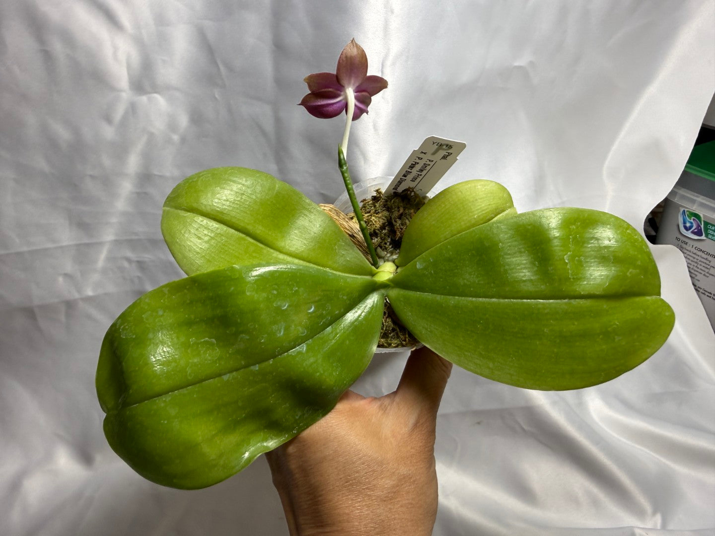 Phalaenopsis (Smiley Prince X Peter Blue Diamond) #9 260811 Flowering Seed Grown