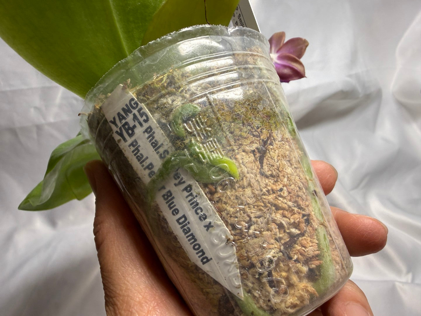 Phalaenopsis (Smiley Prince X Peter Blue Diamond) #9 260811 Flowering Seed Grown