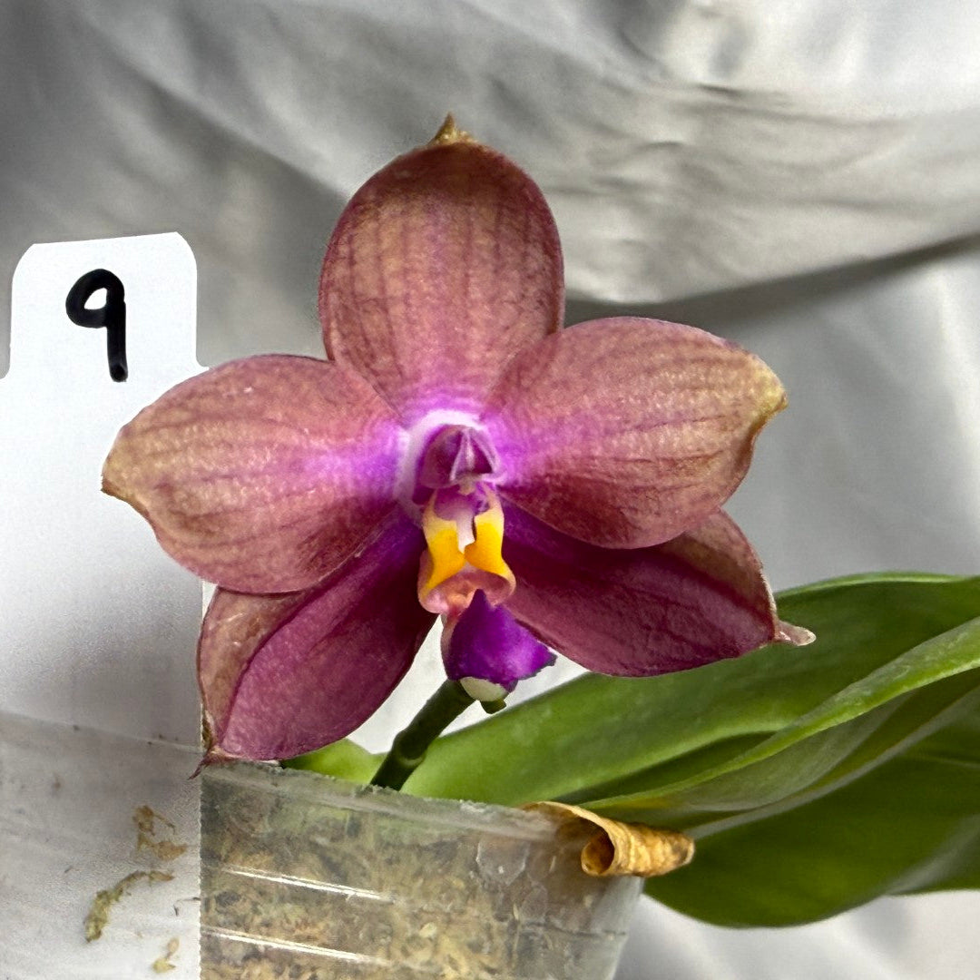 A single blooming Phalaenopsis orchid with pink-purple petals and a bright yellow-and-purple center, shown in a clear plastic pot with green leaves and a white tag marked 9 against a light draped backdrop.