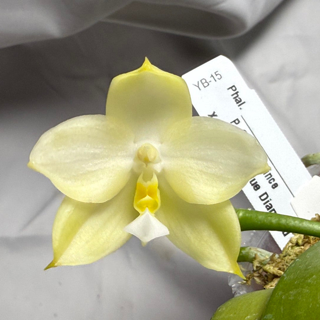 A pale yellow Phalaenopsis orchid flower in bloom with green leaves, shown close-up with a white plant tag against a light gray fabric background.