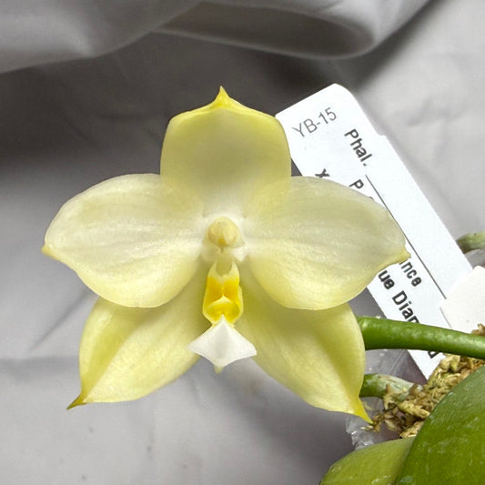 A pale yellow Phalaenopsis orchid flower in bloom with green leaves, shown close-up with a white plant tag against a light gray fabric background.