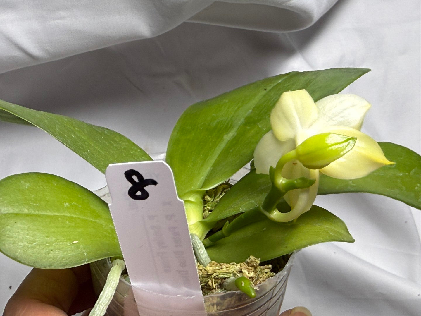 Phalaenopsis (Smiley Prince X Peter Blue Diamond) #8 260714 Flowering
