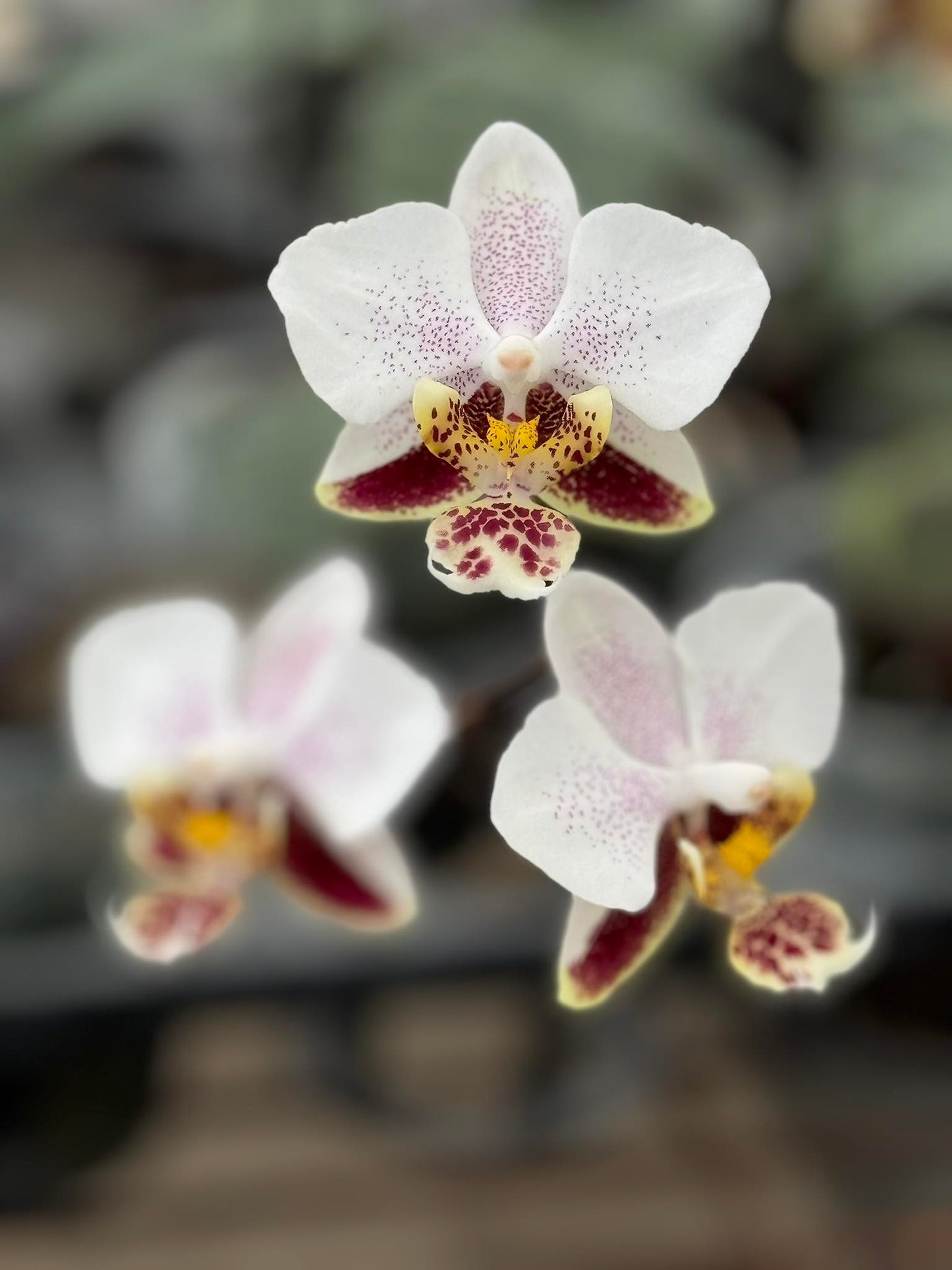 Phalaenopsis stuartiana x sib - seed grown