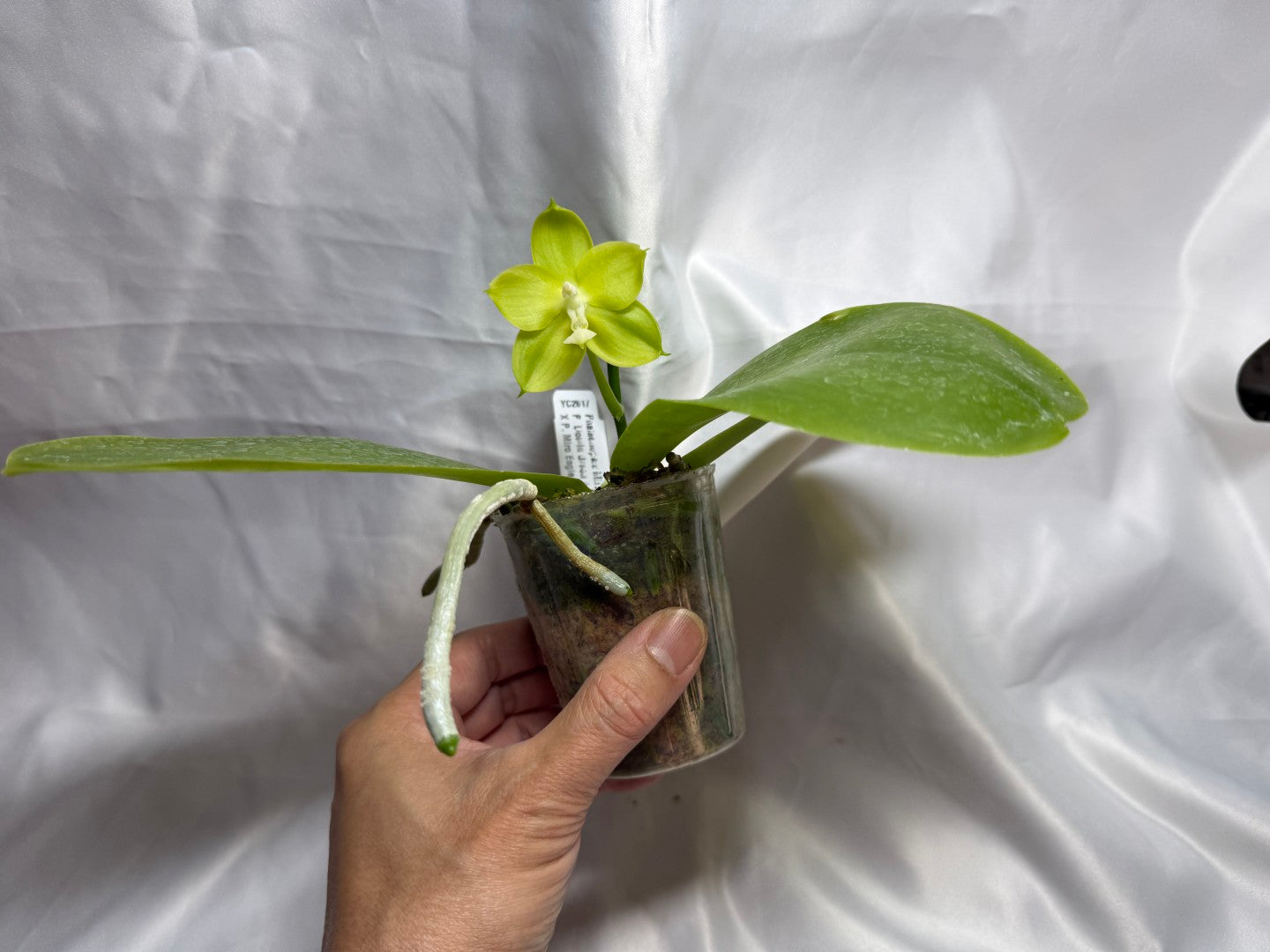 Phalaenopsis Miro Green Dream 'Miro' 260811 Flowering