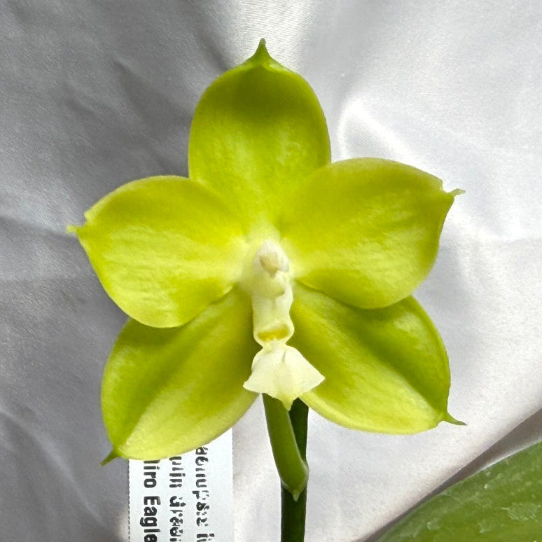 A single pale yellow-green orchid flower blooming from a green leafy base, photographed against a wrinkled white fabric backdrop with a small plant tag visible.