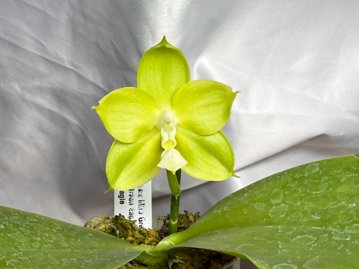 Phalaenopsis Miro Green Dream 'Miro' 260811 Flowering
