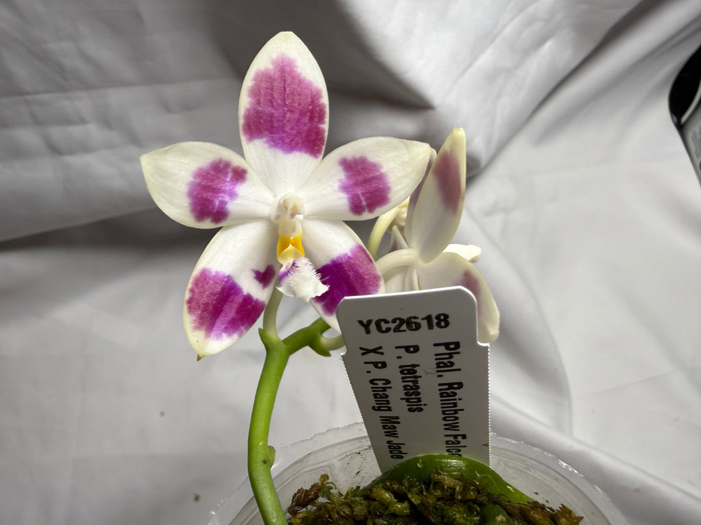 Phalaenopsis Rainbow Falconer 'Big Spot' 260714 Flowering