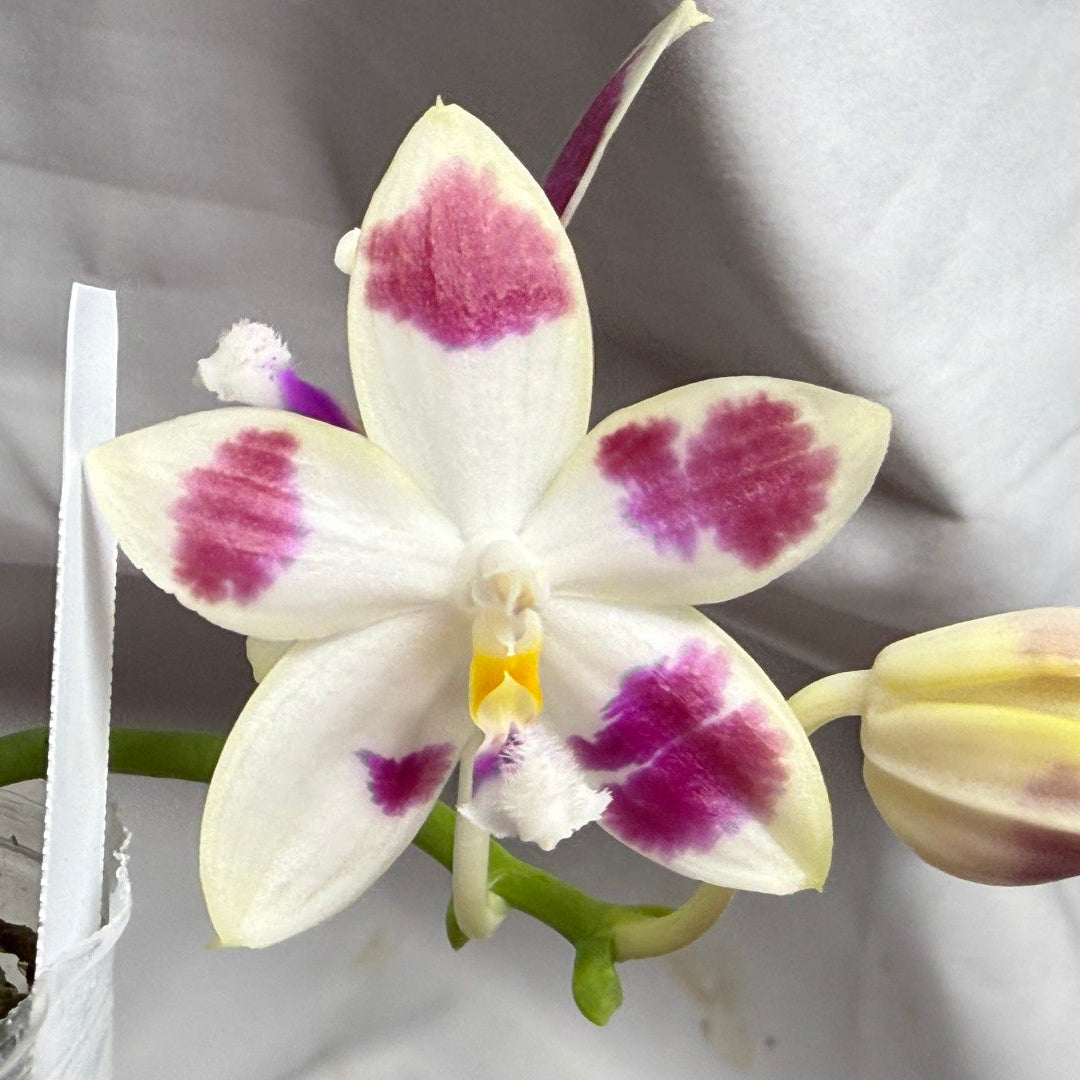 A close-up of a white Phalaenopsis orchid flower with prominent magenta-purple spots on its petals, a yellow center, and a closed bud, set against a wrinkled light gray fabric background.