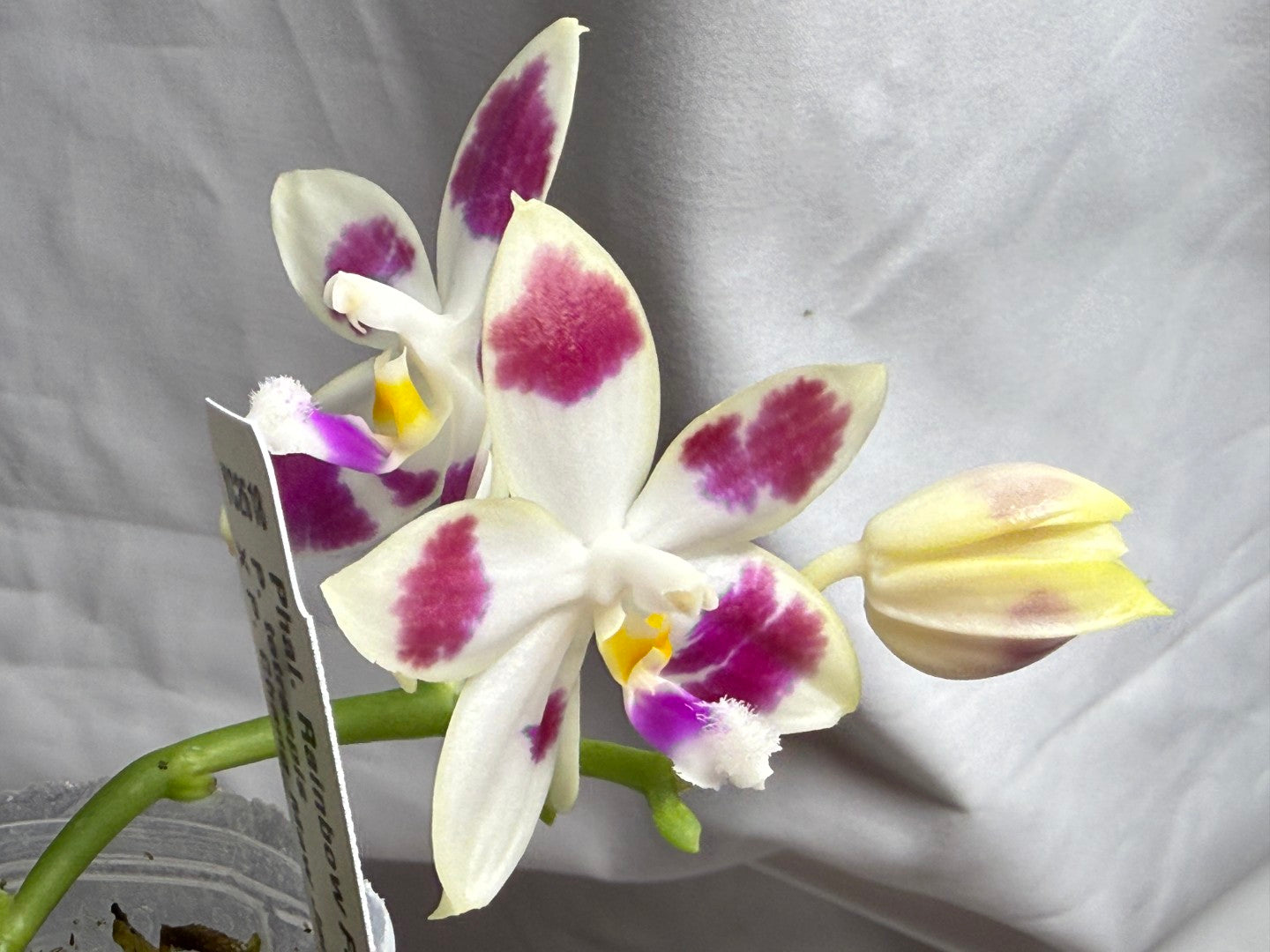 Phalaenopsis Rainbow Falconer 'Big Spot' 260714 Flowering