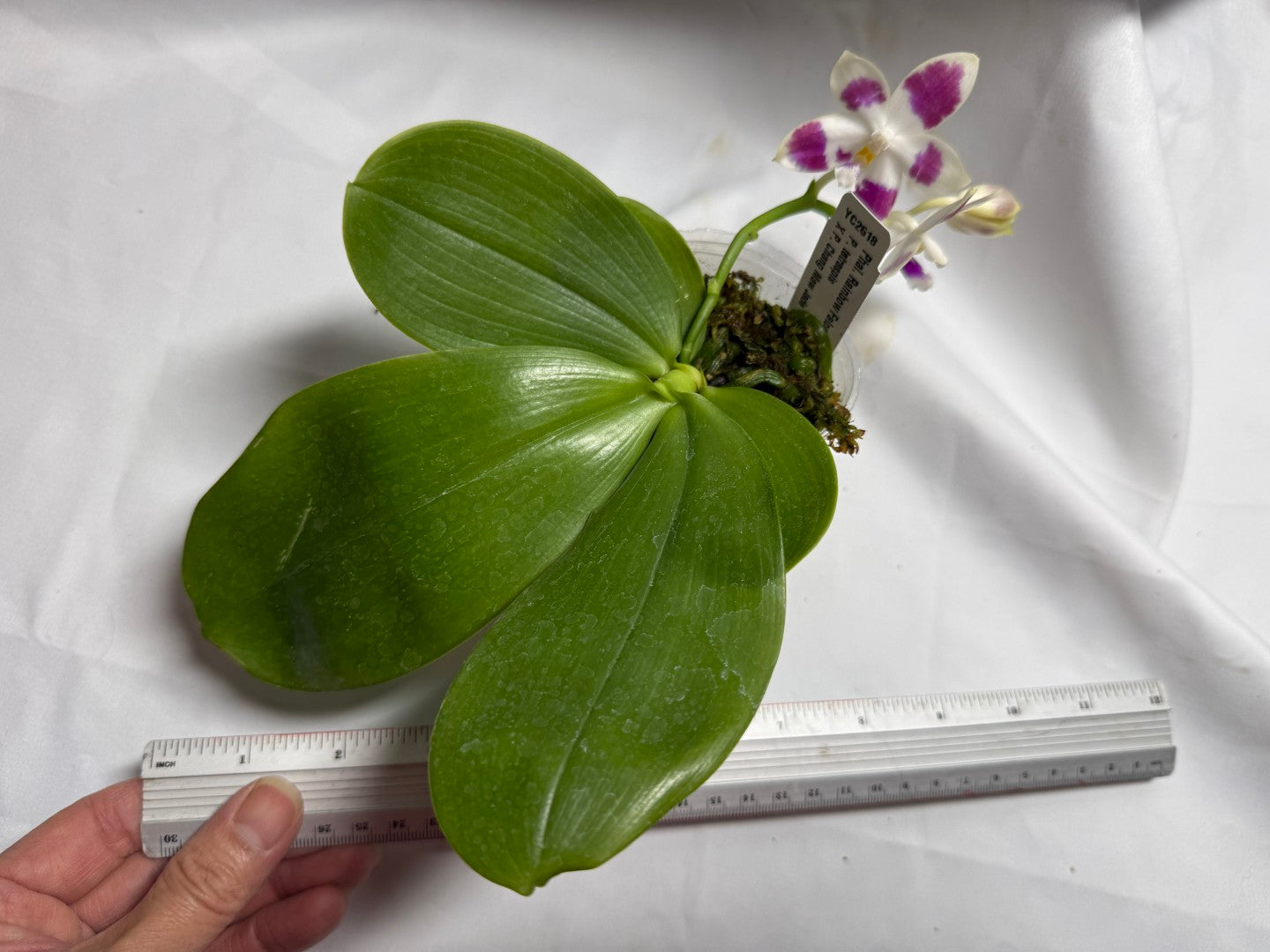 Phalaenopsis Rainbow Falconer 'Big Spot' 260714 Flowering