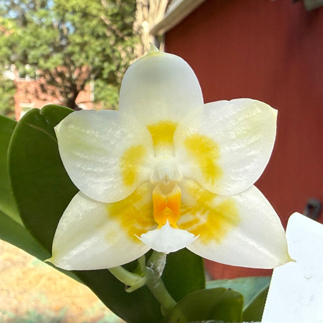 A close-up of a white orchid flower with a yellow and orange center, growing on a plant with green leaves, with a red building and trees in the blurred background.