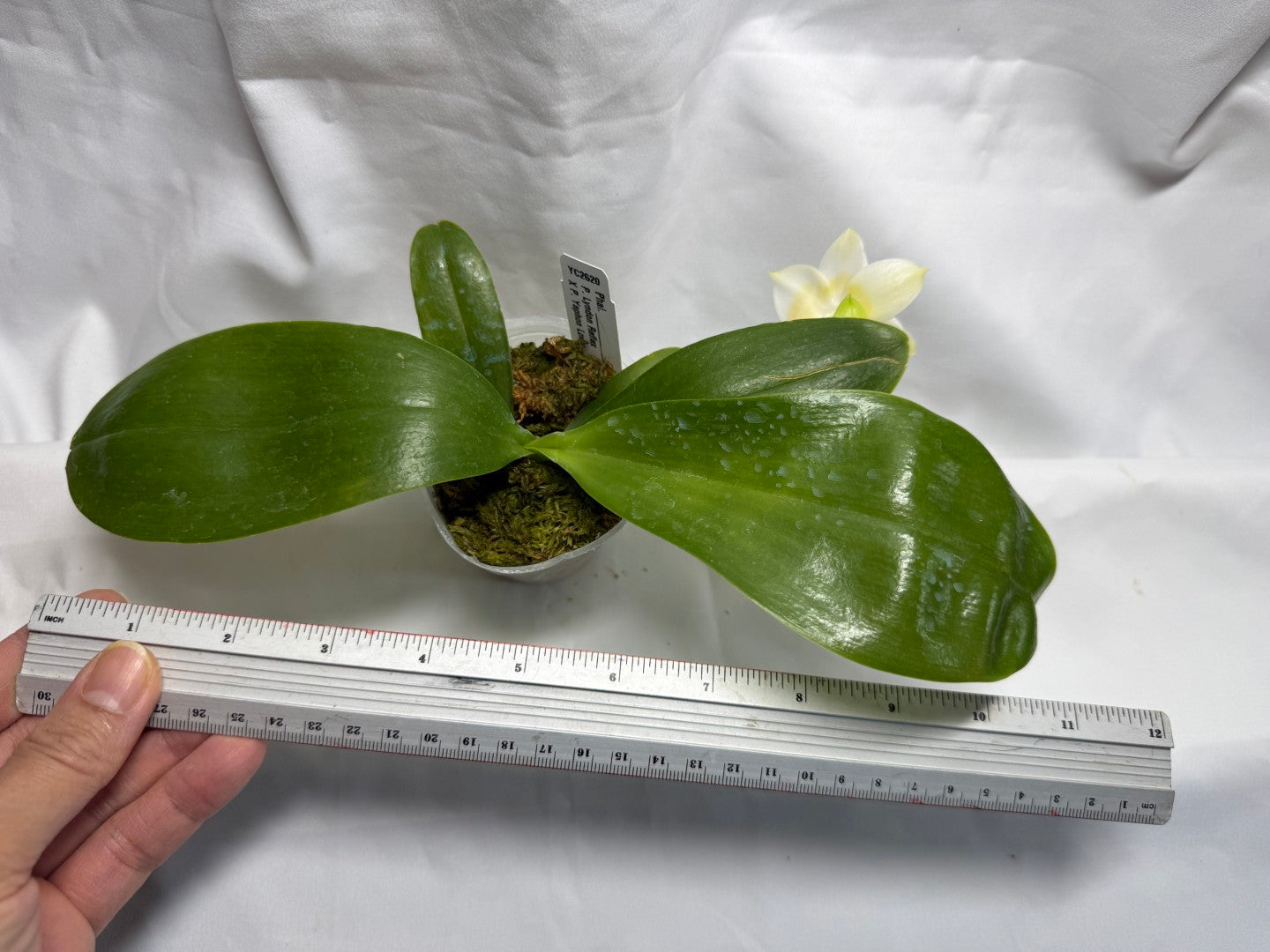 Phalaenopsis (Lyndon Reflex x Yaphon Lover) 'Mango' 260816 Flowering