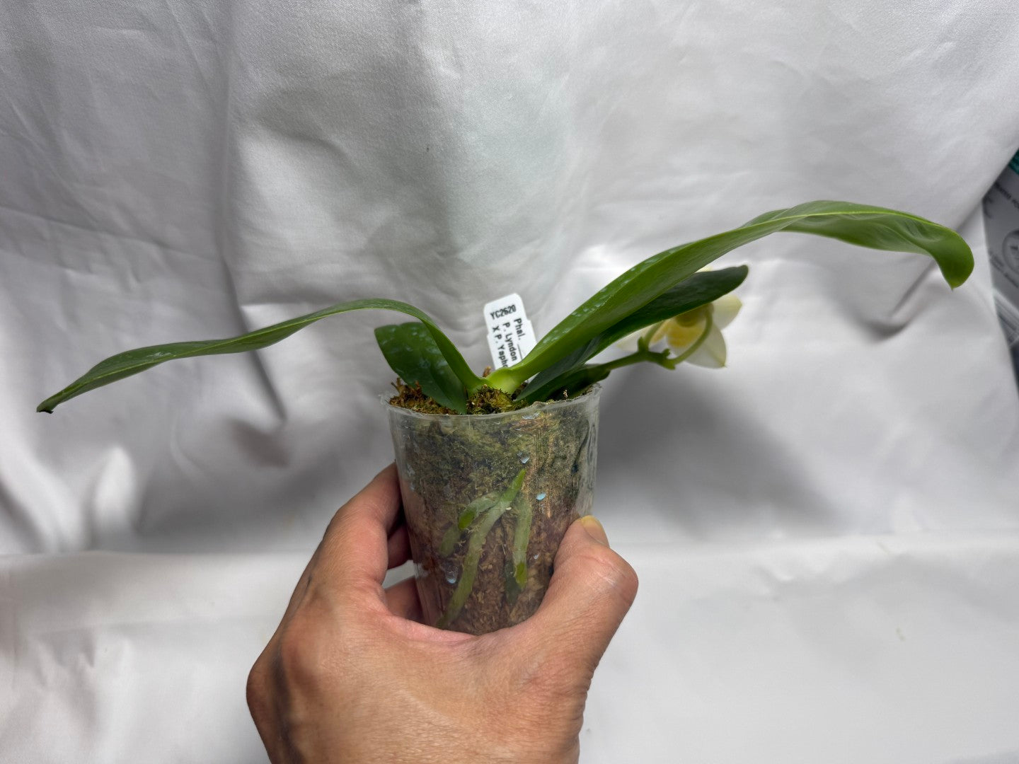Phalaenopsis (Lyndon Reflex x Yaphon Lover) 'Mango' 260816 Flowering