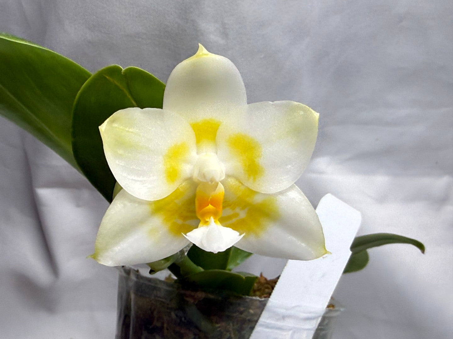 Phalaenopsis (Lyndon Reflex x Yaphon Lover) 'Mango' 260816 Flowering