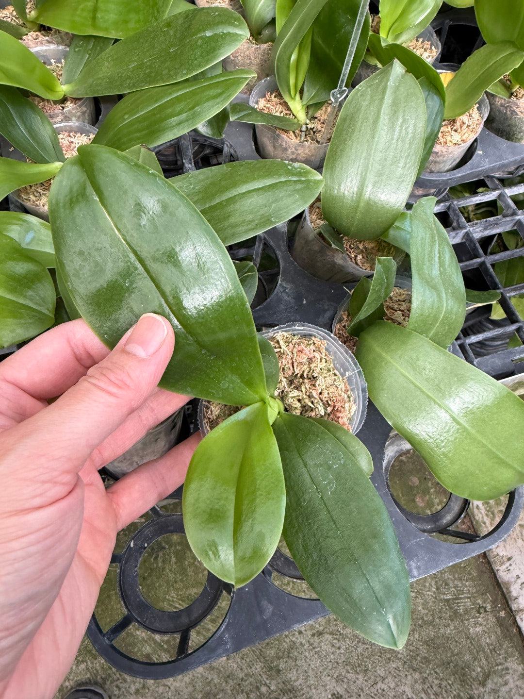 Phalaenopsis (Lyndon Reflex x Yaphon Lover) 'Mango'