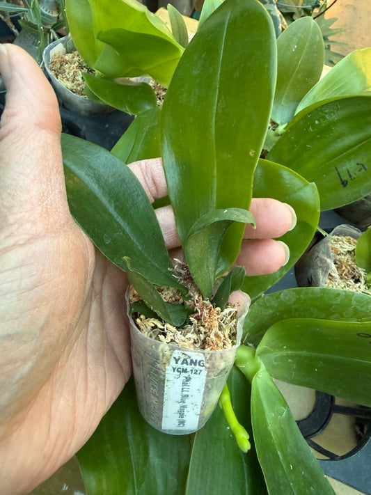 Phalaenopsis LL Blue Magpie (Clone)